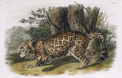 The Jaguar, Plate 101 from 